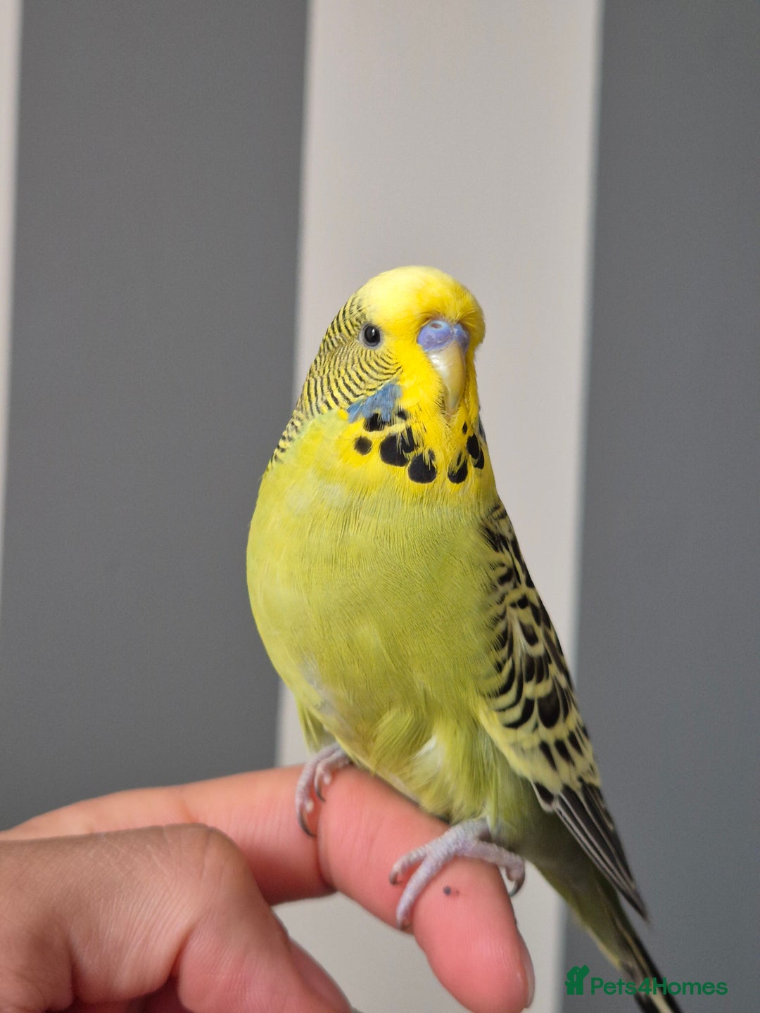Budgerigars birds for sale: Tamed green grey cock 2025 - Image 5