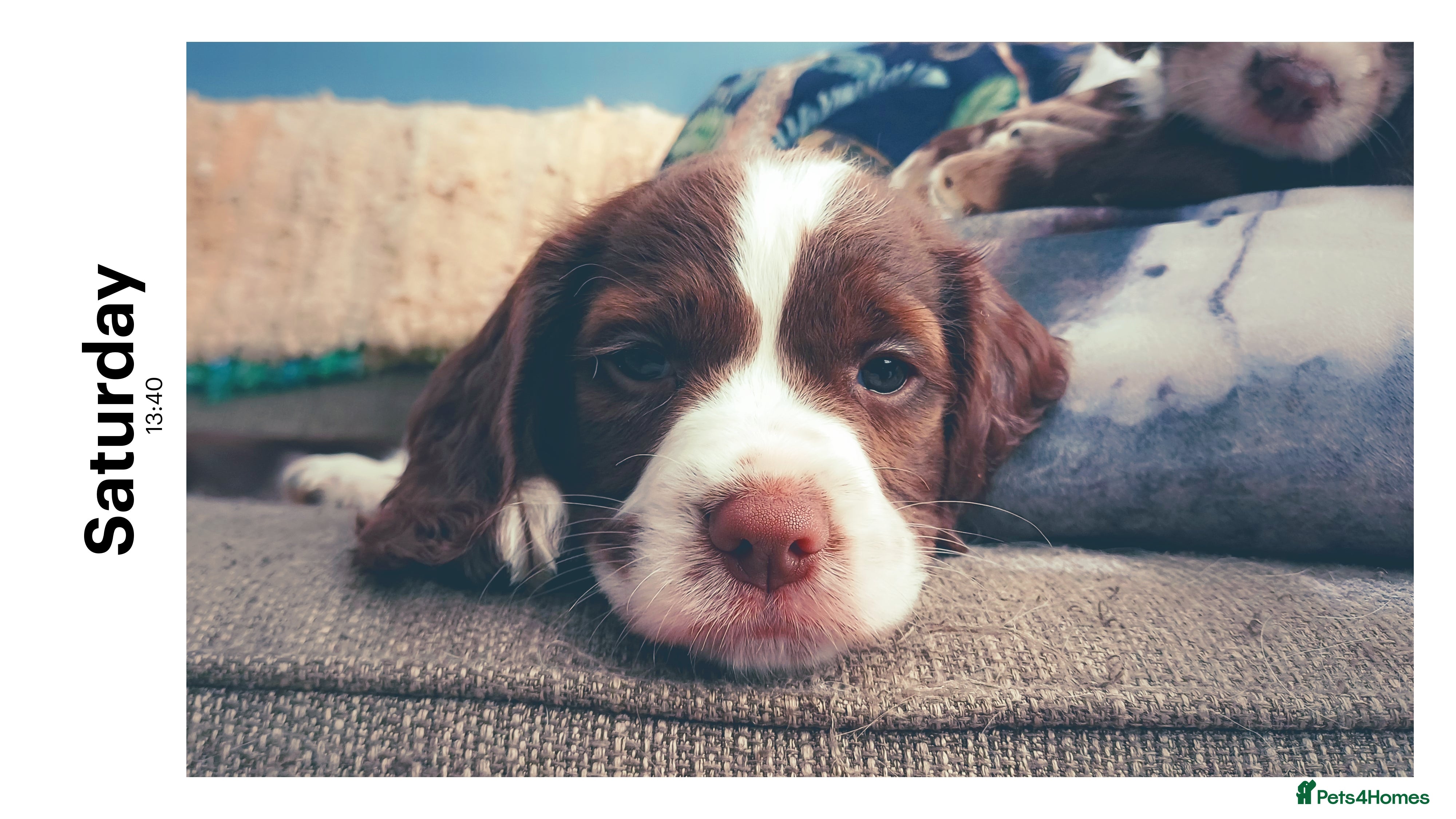 Sprocker dogs Puppy for sale ready too go next week - Advert 7