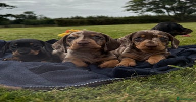 Miniature Dachshund dogs - Advert 11