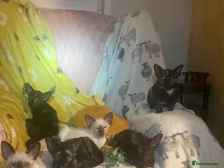 Oriental cats 2 Oriental girl kittens - Advert 1