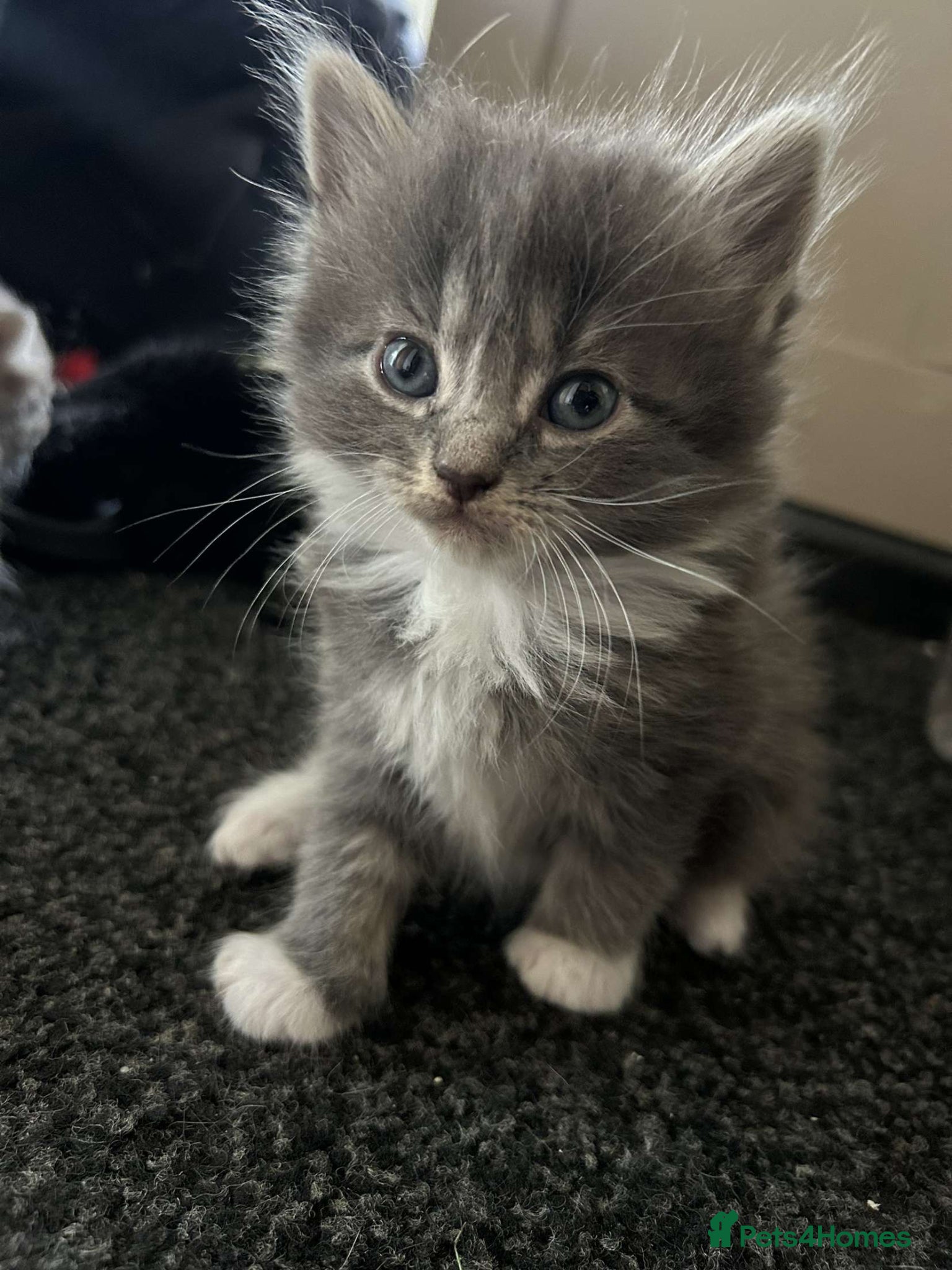 Mixed Breed Kitten 3