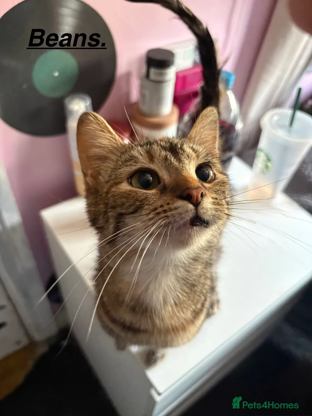 Mixed Breed cats for sale: 3 beautiful female cats for sale. in Hatfield - Advert 2