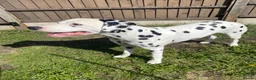 Dalmatian dogs for stud: Proven KC Dalmatian stud baer+\+ - Advert 3