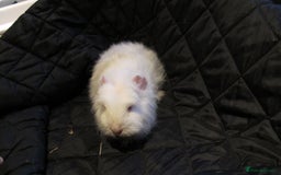 Guinea Pig rodents for sale: Female guinea pigs - Image 2