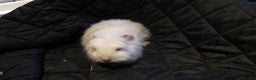Guinea Pig rodents for sale: Female guinea pigs - Advert 2