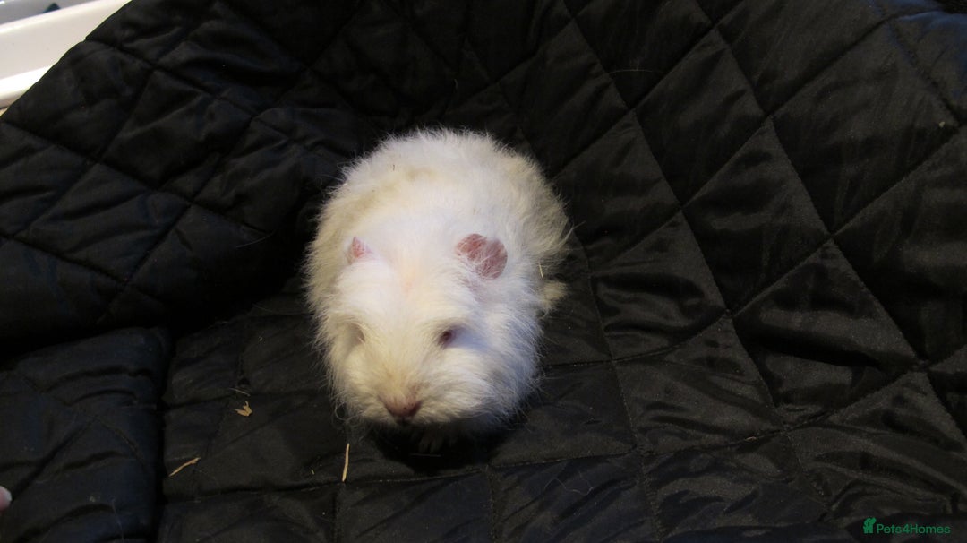 Guinea Pig rodents for sale: Female guinea pigs - Advert 2