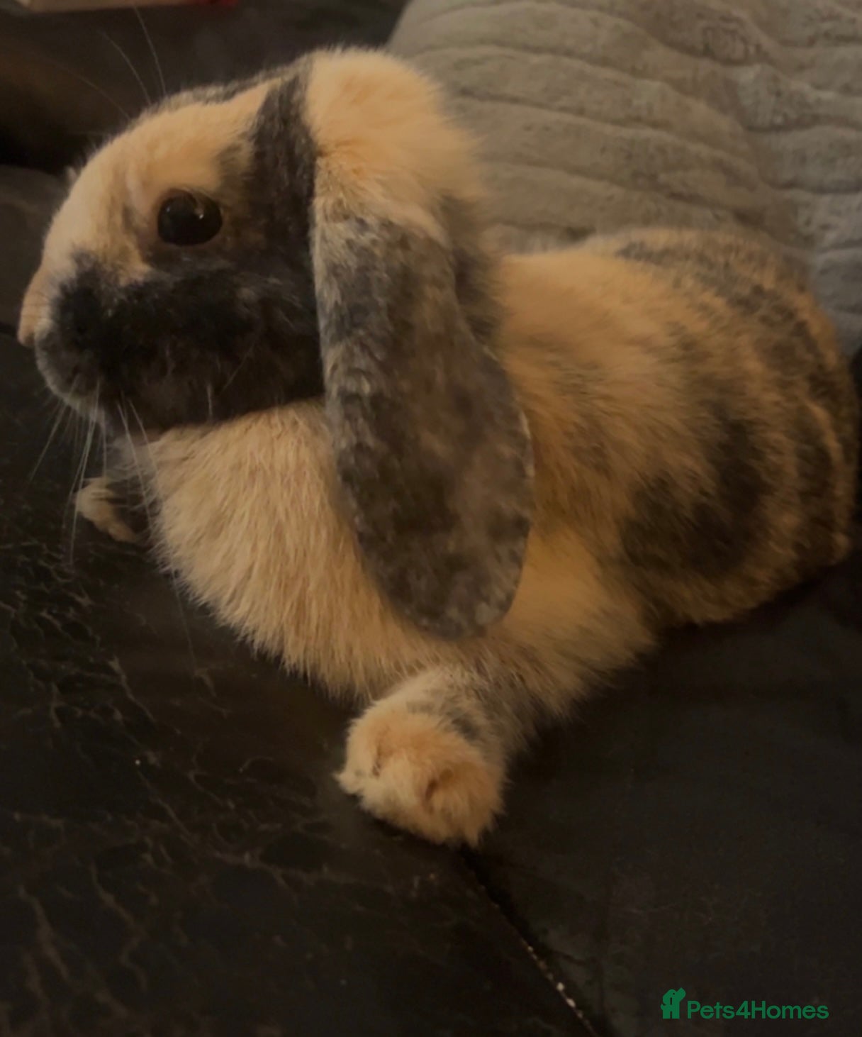 Harlequin rabbits Female rabbit for free  - Advert 3