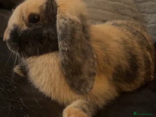 Harlequin rabbits Female rabbit for free - Advert 1