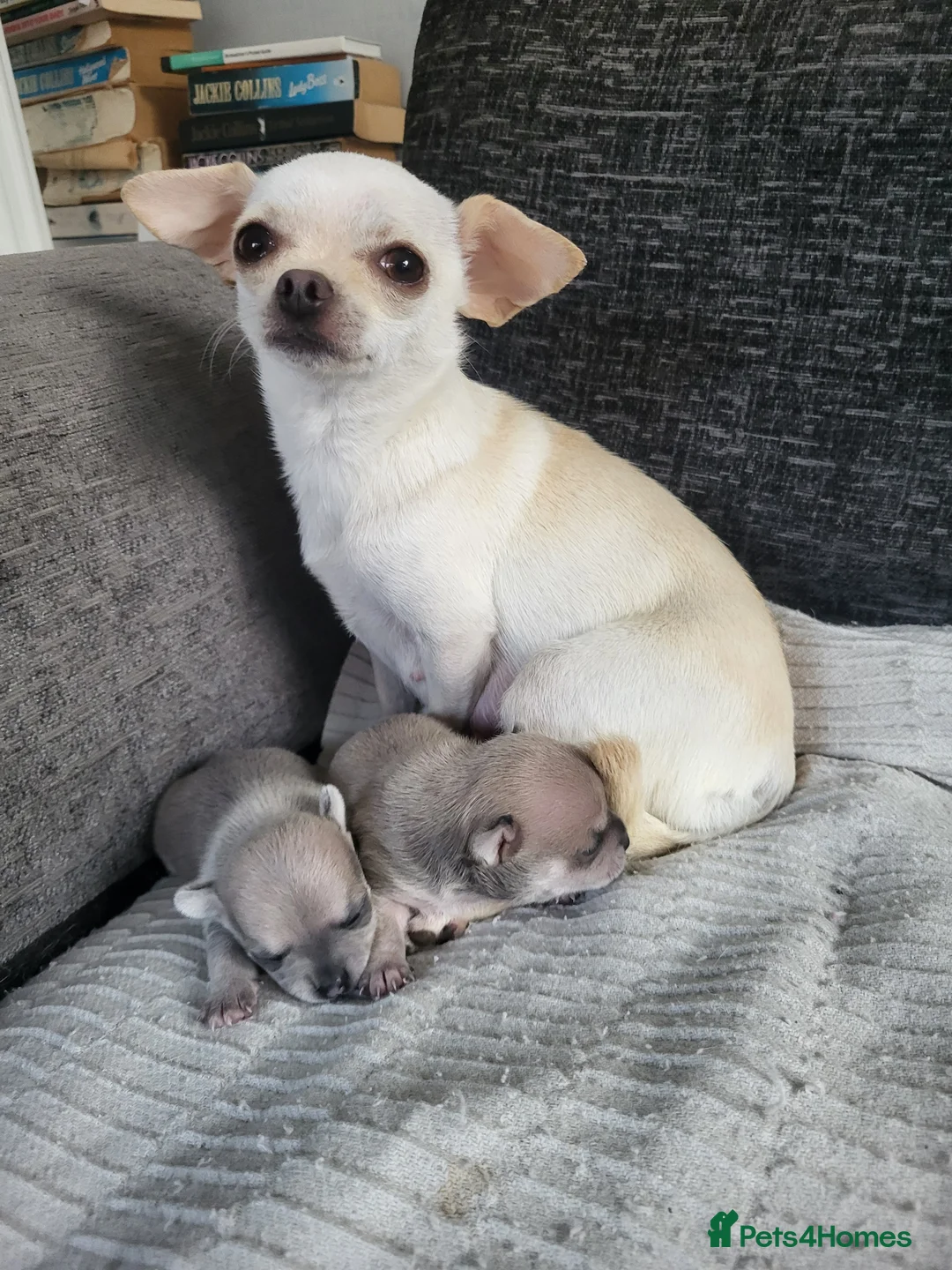 Chihuahua dogs for sale: Stunning puppies in Congleton - Advert 1