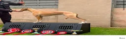 Whippet dogs for sale: Whippet pups  in Leyland - Advert 3