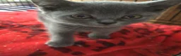 British Shorthair cats for sale: Beautiful British blue  - Advert 4