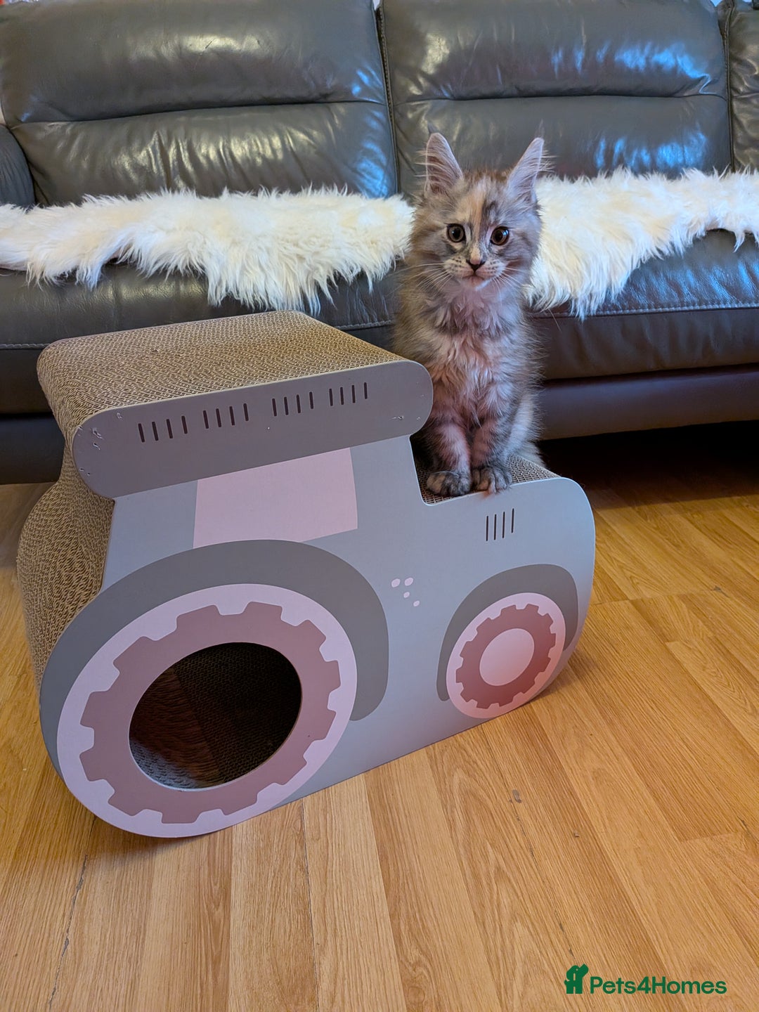 Maine Coon cats for sale: Maine coon kittens - Advert 3