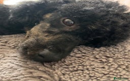 Miniature Poodle dogs for stud: KC phantom miniature poodle stud health tested in Thetford - Image 29