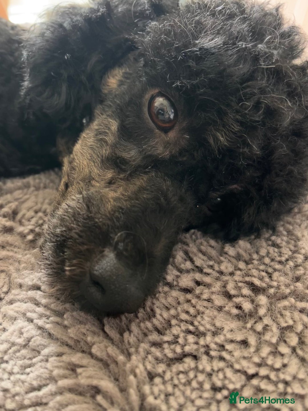 Miniature Poodle dogs for stud: KC phantom miniature poodle stud health tested in Thetford - Image 29