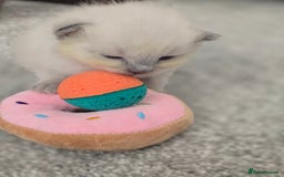 Ragdoll cats for sale: 💙 BLUEPOINT RAGDOLL BOY FOR SALE 💙 - Image 21