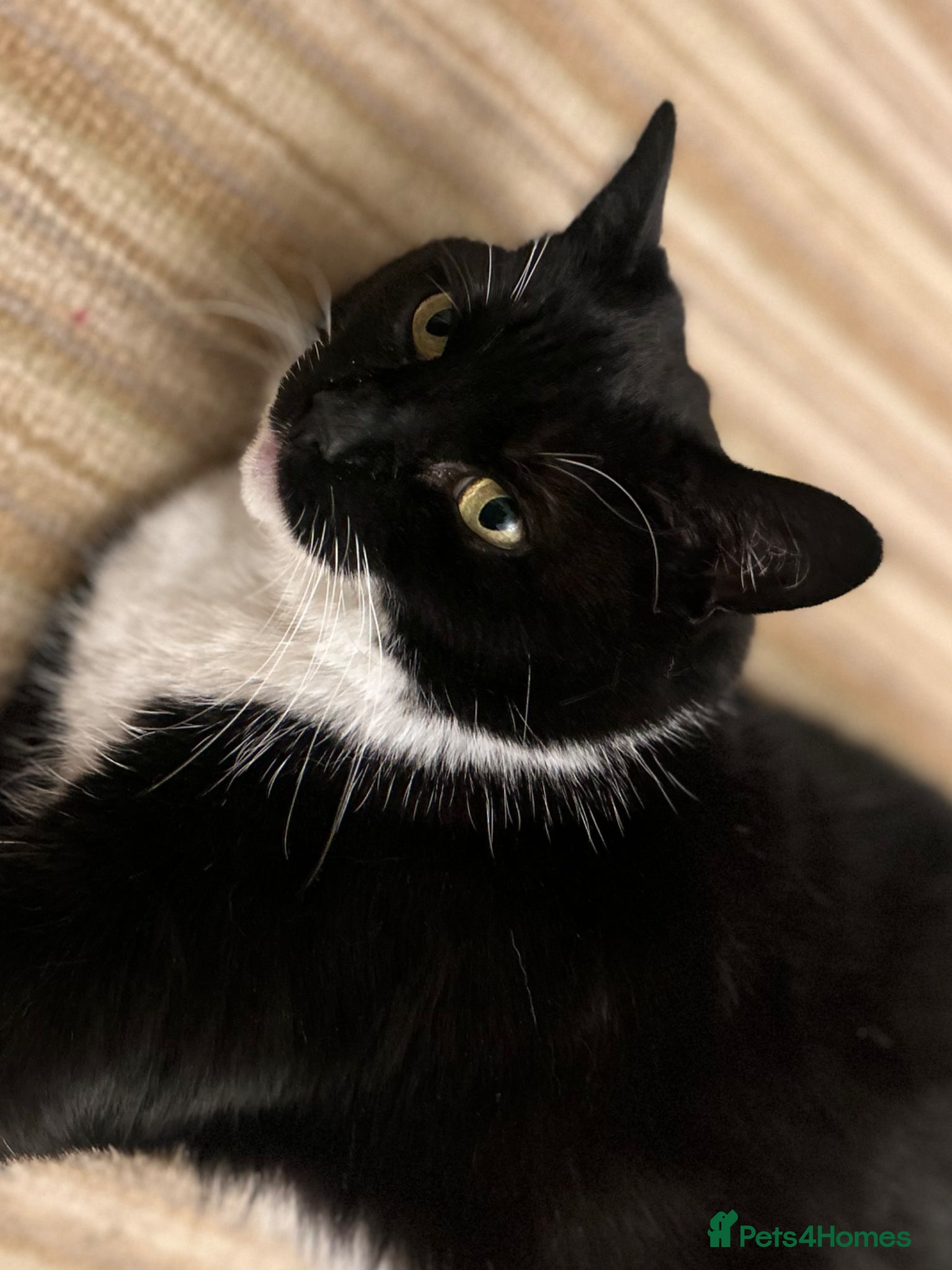 Domestic Shorthair cats 🐾 Loving Home Needed for Sweet Tuxedo Cat 🐾 - Advert 1