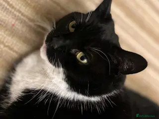 Domestic Shorthair cats 🐾 Loving Home Needed for Sweet Tuxedo Cat 🐾 - Advert 2