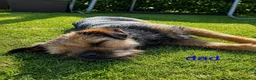 Border Terrier dogs for sale: Border terrier puppies  in Maidstone - Advert 5