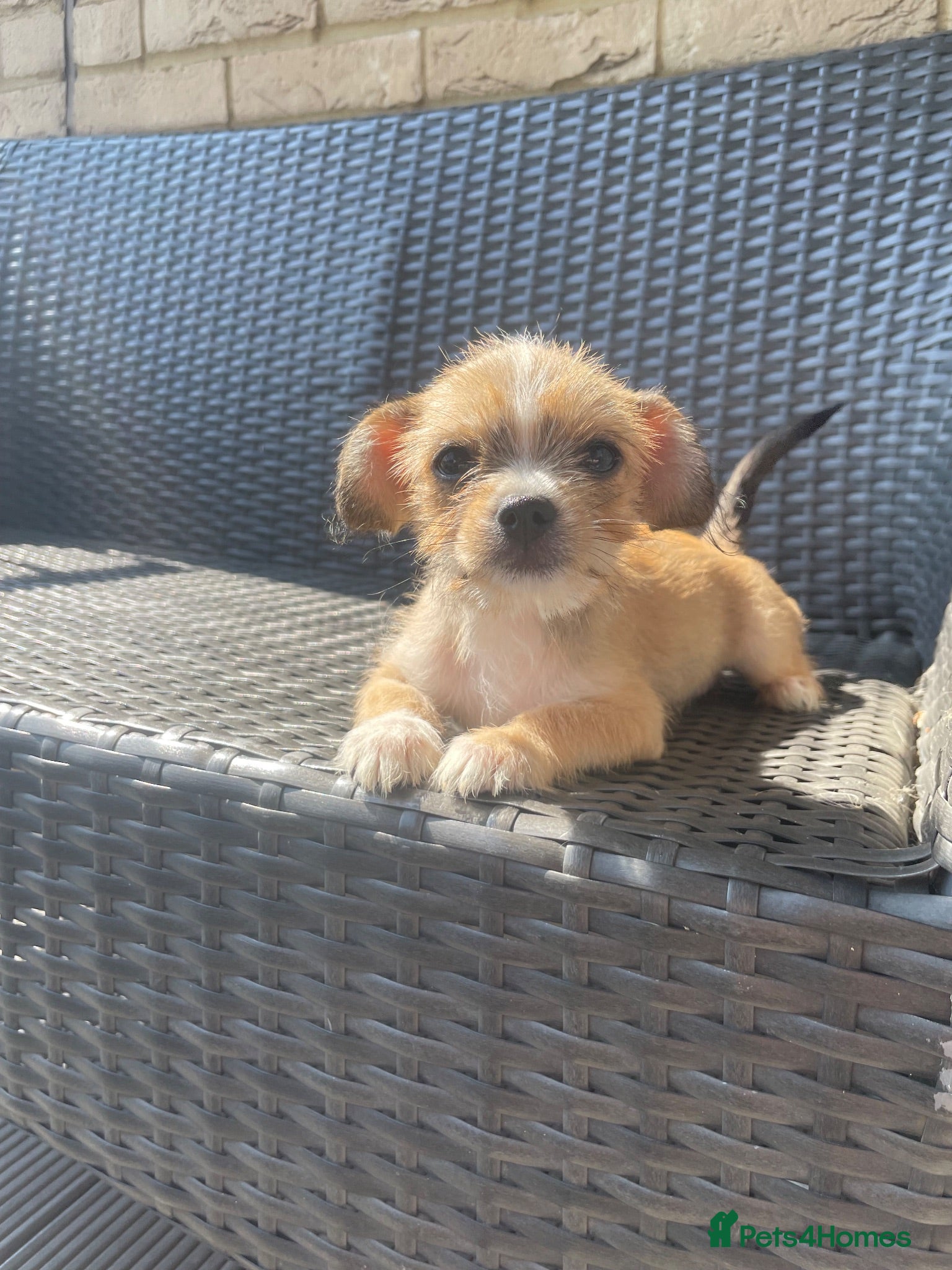 Mixed Breed dogs Beautiful Chihuahua Cross Puppies - Advert 17