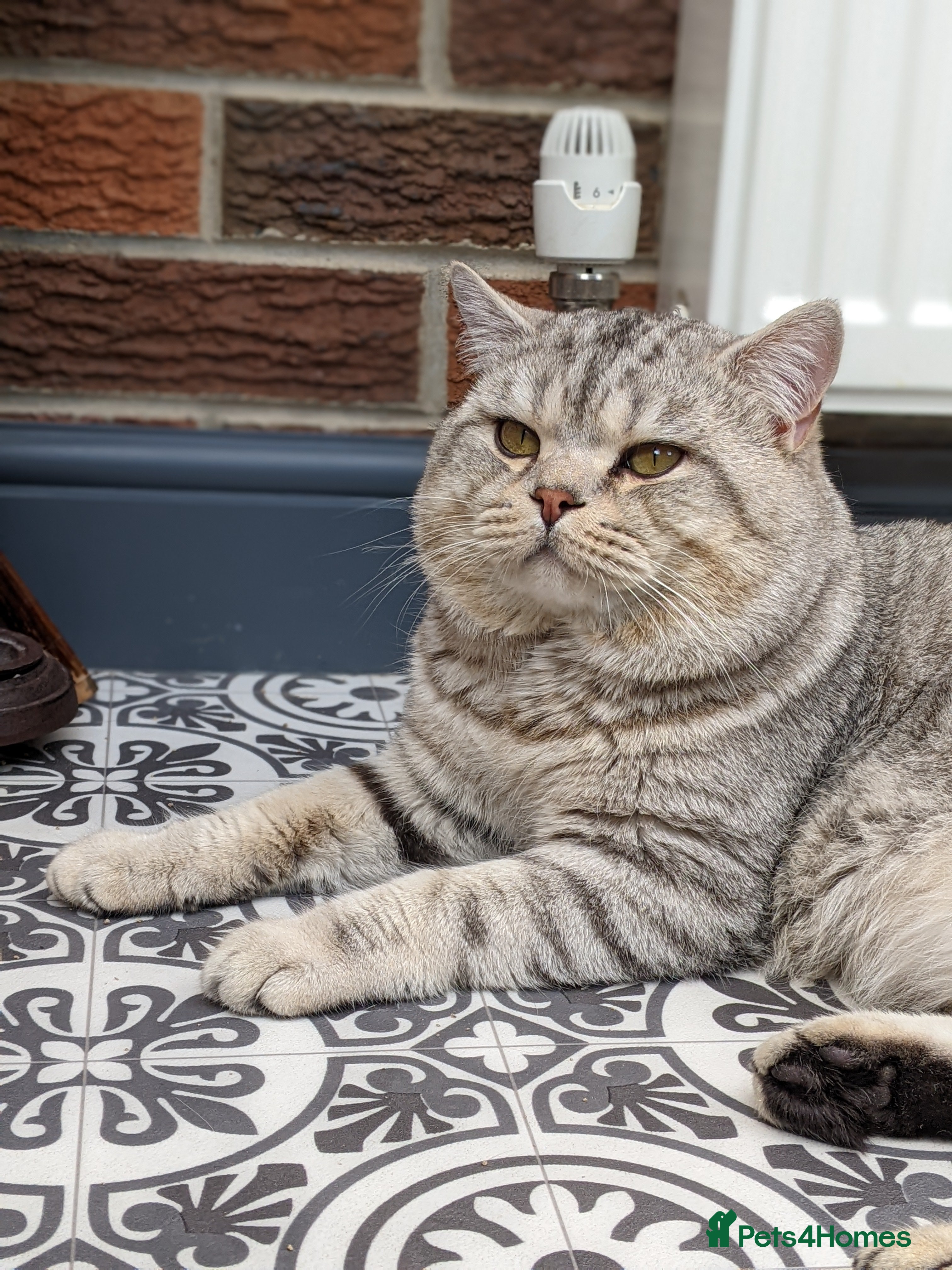 British Shorthair cats British Shorthair Stud - Derby in Derby - Advert 18