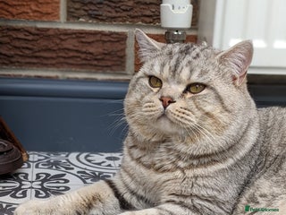 British Shorthair cats in Derby - Advert 15