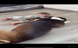 American Bulldog dogs for sale: american bulldog - Image 3
