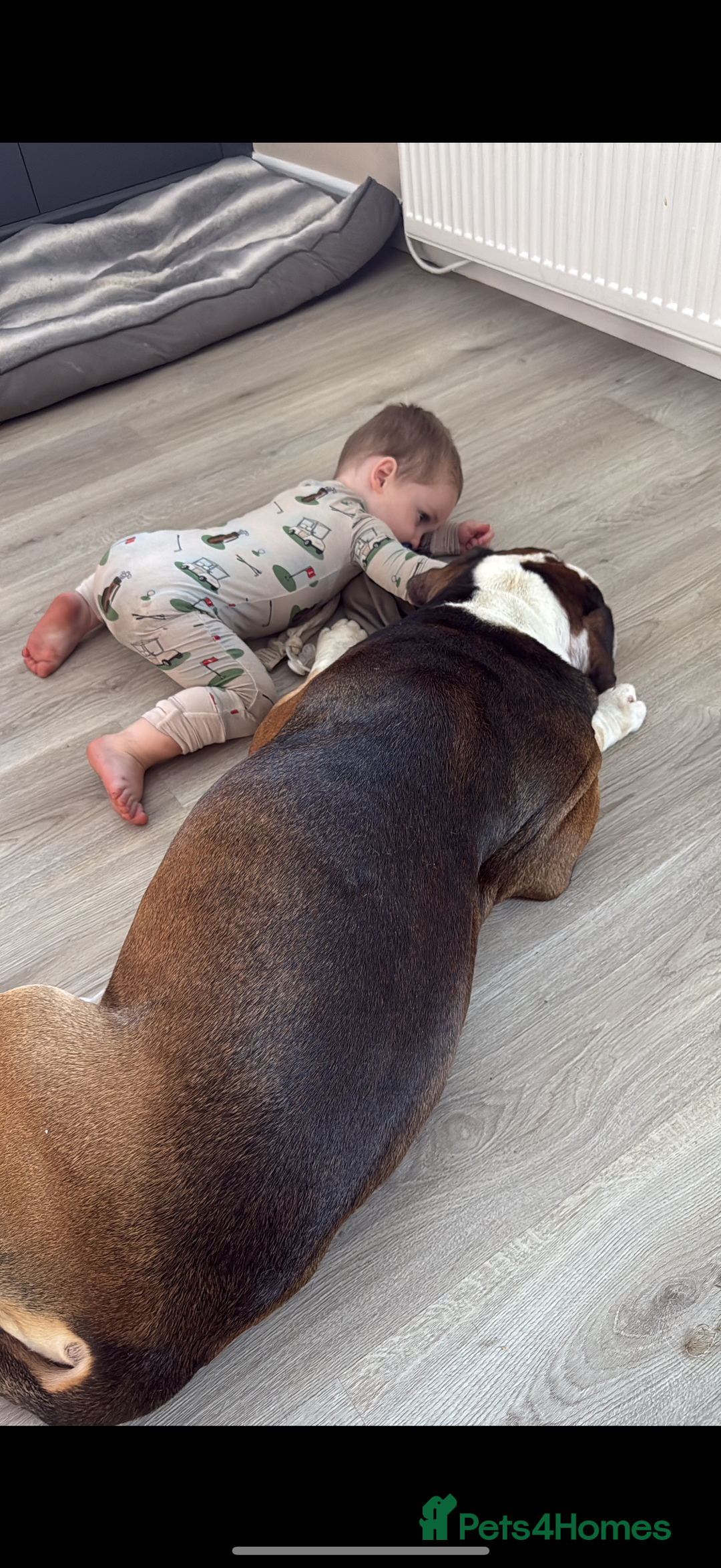 American Bulldog dogs for sale: american bulldog - Image 3