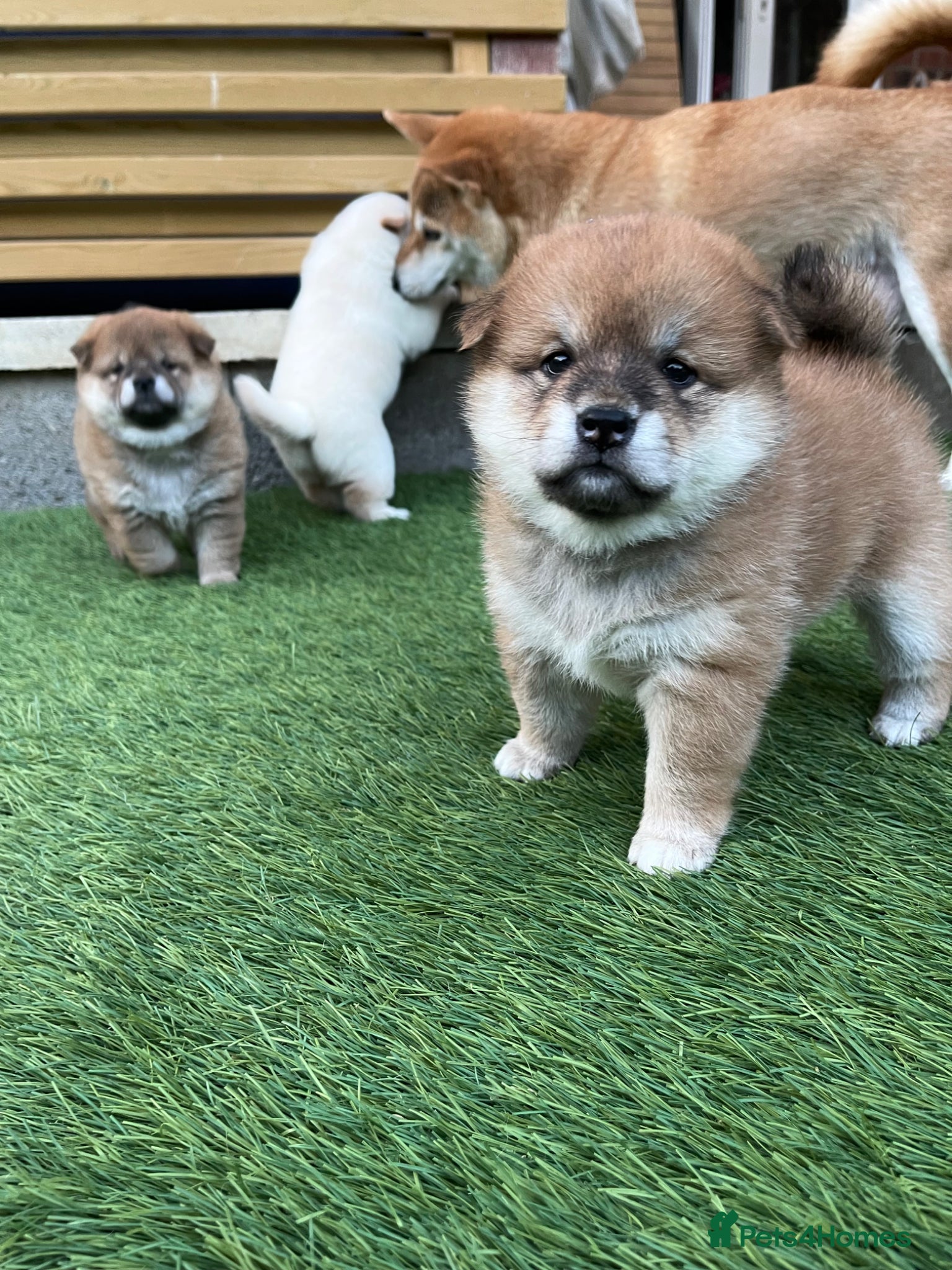 Japanese Shiba Inu dogs KC registered Japanese Shiba Inu puppies - Advert 5
