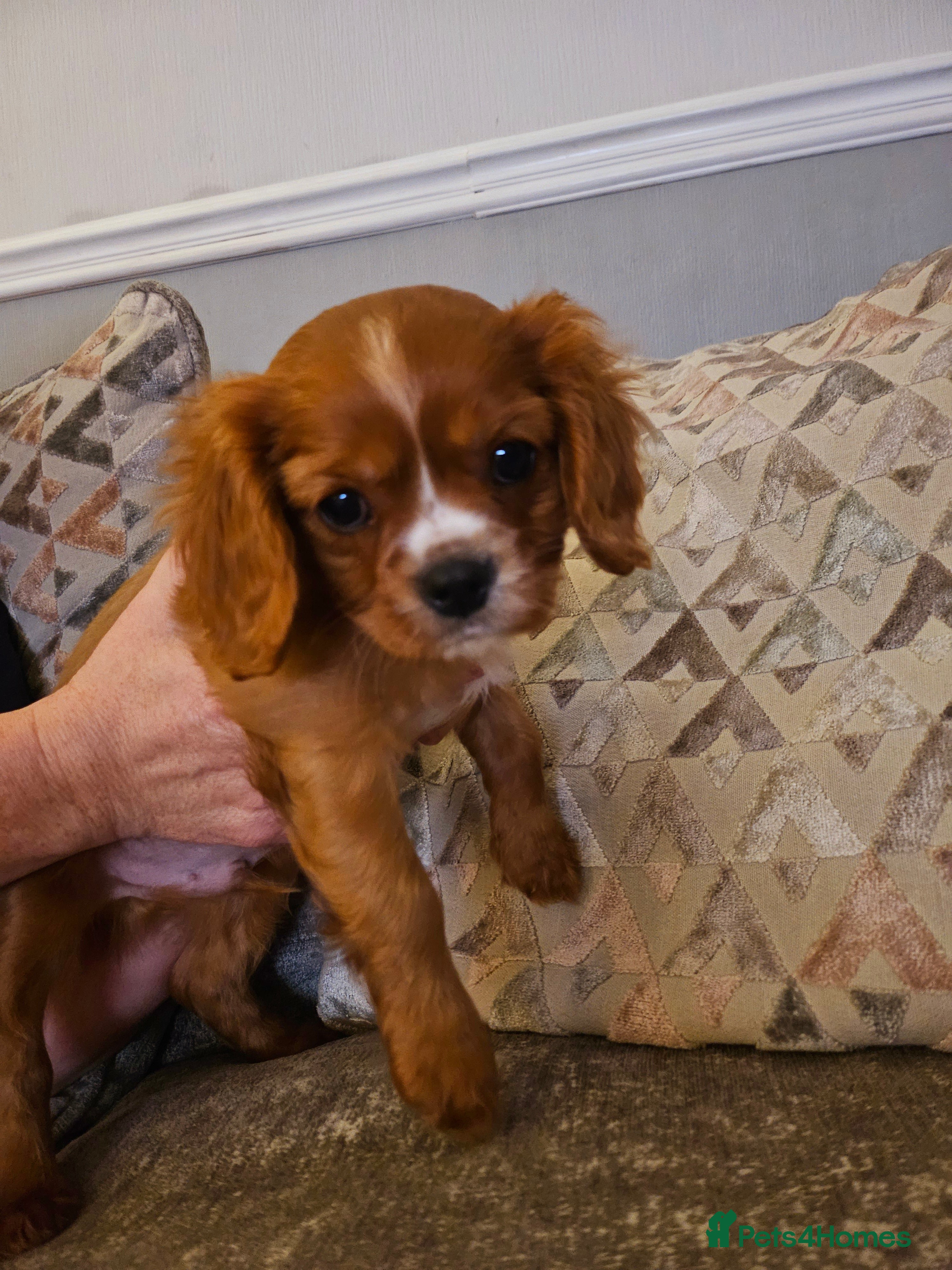 Cavalier King Charles Spaniel dogs Cavalier king charles puppys READY NOW pedigree KC - Advert 4