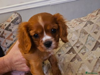 Cavalier King Charles Spaniel dogs Cavalier king charles puppys READY NOW pedigree KC - Advert 1