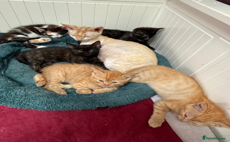 Devon Rex cats - Advert 2