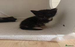 Domestic Shorthair cats for sale: Mixed kittens - Image 6