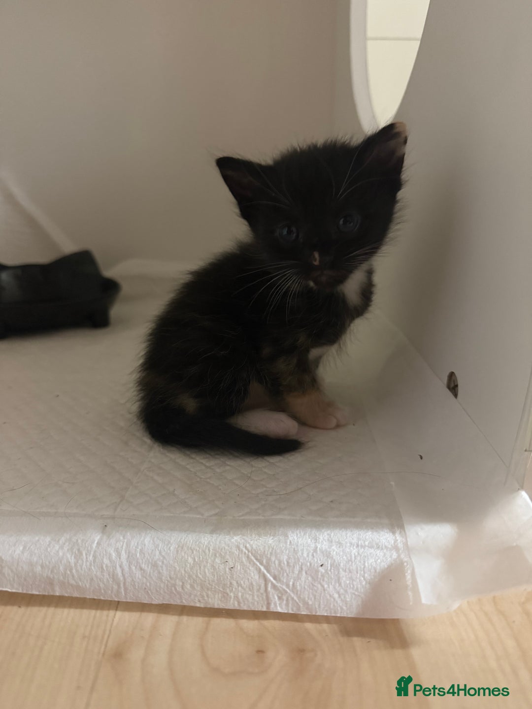 Domestic Shorthair cats for sale: Mixed kittens - Image 6
