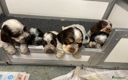 Cocker Spaniel dogs for sale: Cocker Spaniel Puppies For Sale  - Image 3
