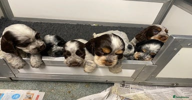 Cocker Spaniel dogs - Advert 11