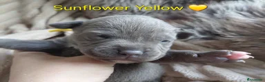 Yellow Collar Girl available 