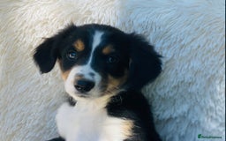 Border Collie dogs for sale: KC Reg Border Collie Puppies Health Tested Parents - Image 7