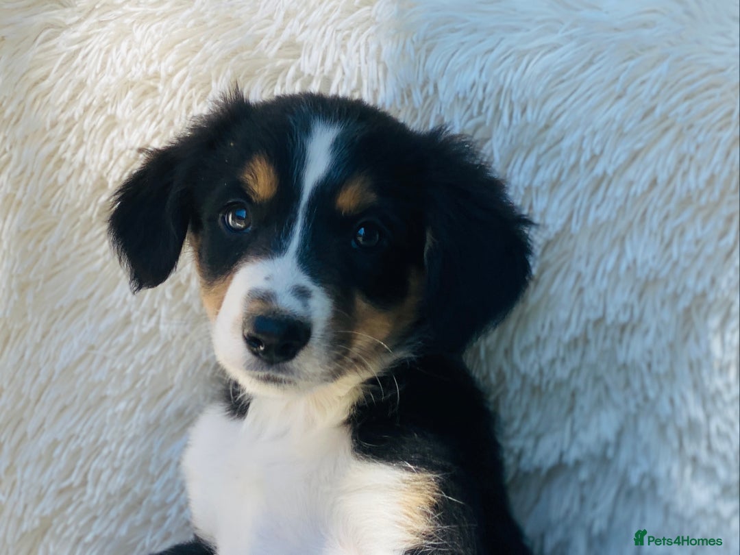 Border Collie dogs for sale: KC Reg Border Collie Puppies Health Tested Parents - Image 7