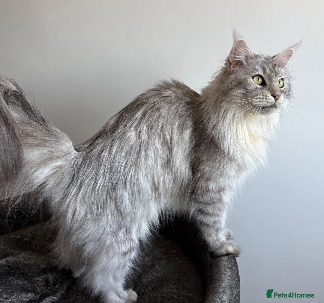 Maine Coon cats for sale: Ready to go ☺️ - Advert 8