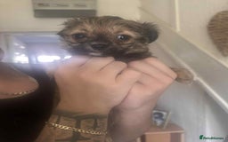 Chiweenie dogs for sale: One girl left  - Image 2