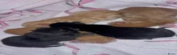 Mixed Breed cats for sale: Kittens for sale - Advert 1