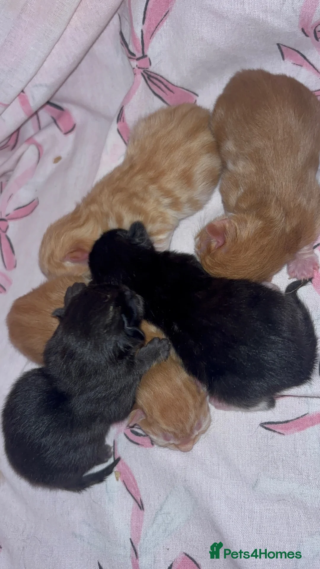 Mixed Breed cats for sale: Kittens for sale - Advert 1