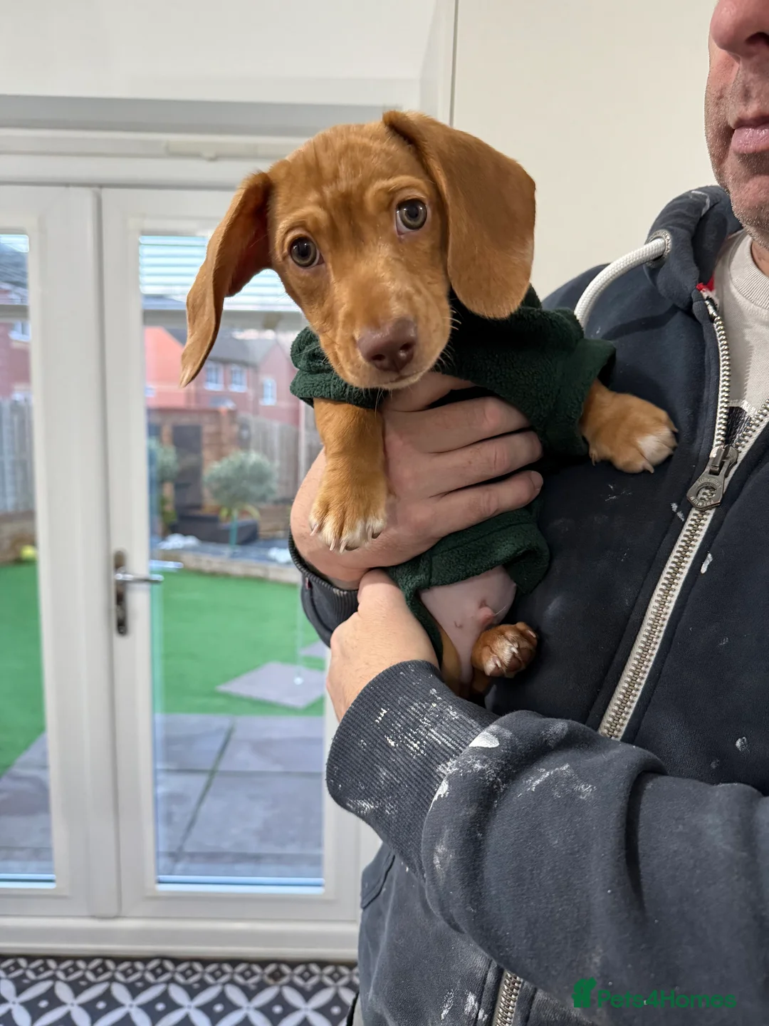 Miniature Dachshund dogs for sale: Male Minature Dachshund  - Advert 4