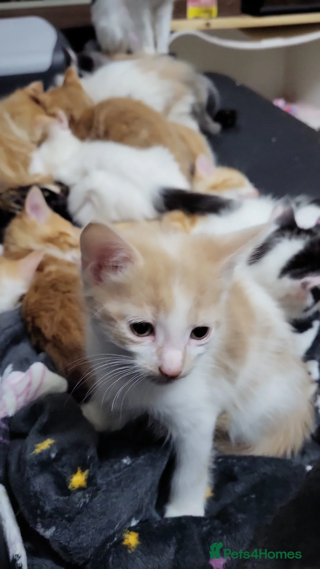 Mixed Breed cats for sale: Kittens for sale - Advert 8
