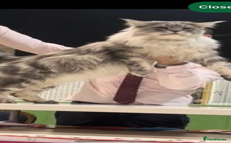 Maine Coon cats - Advert 8