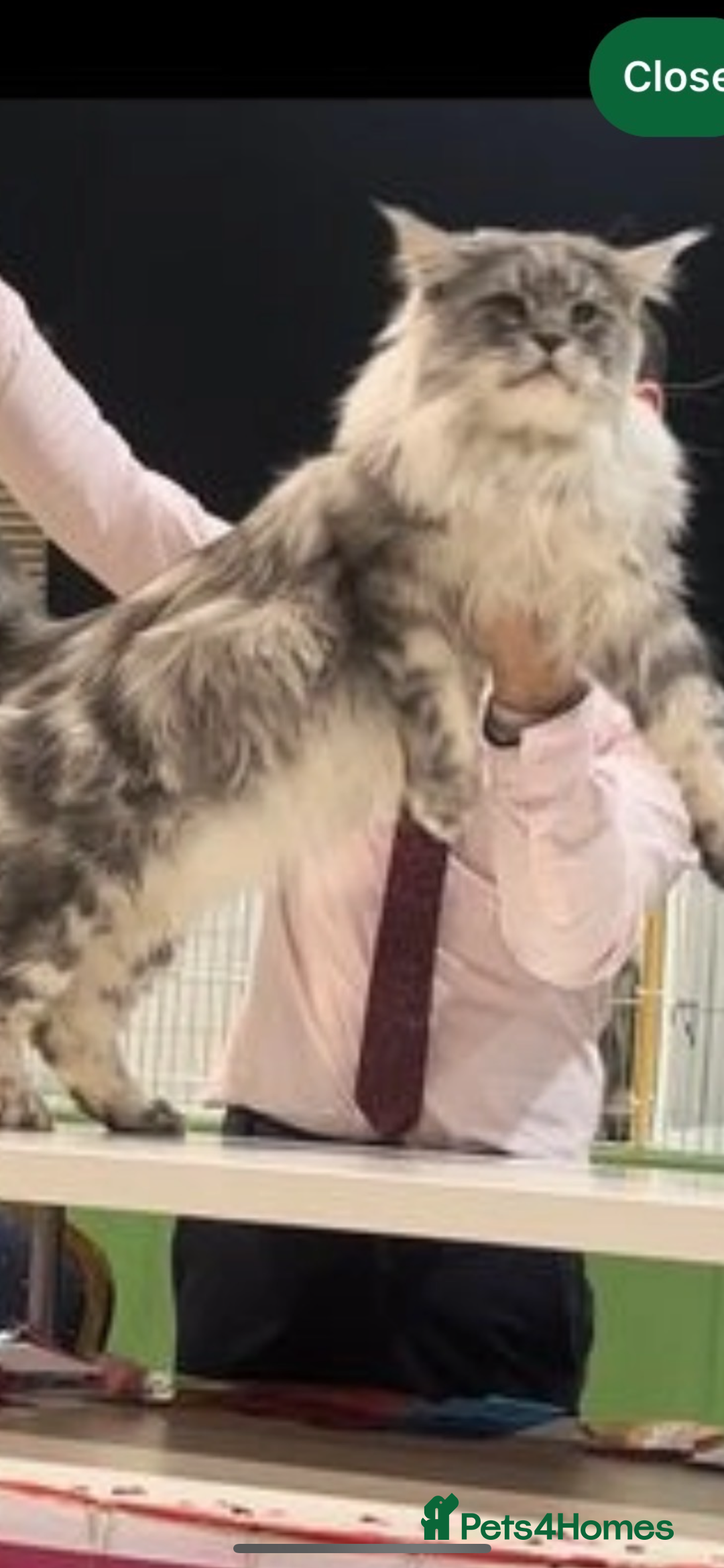 Maine Coon cats for sale: Top quality Maine coon kittens - Image 15