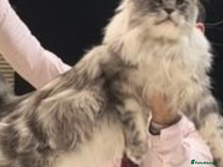 Maine Coon cats WE MAY SELL ACTIVE Top quality Maine coon kittens - Advert 14