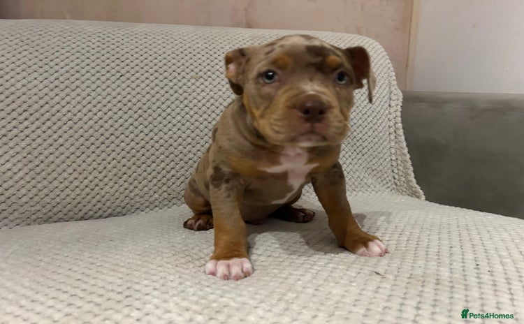 American Bully dogs - Advert 1