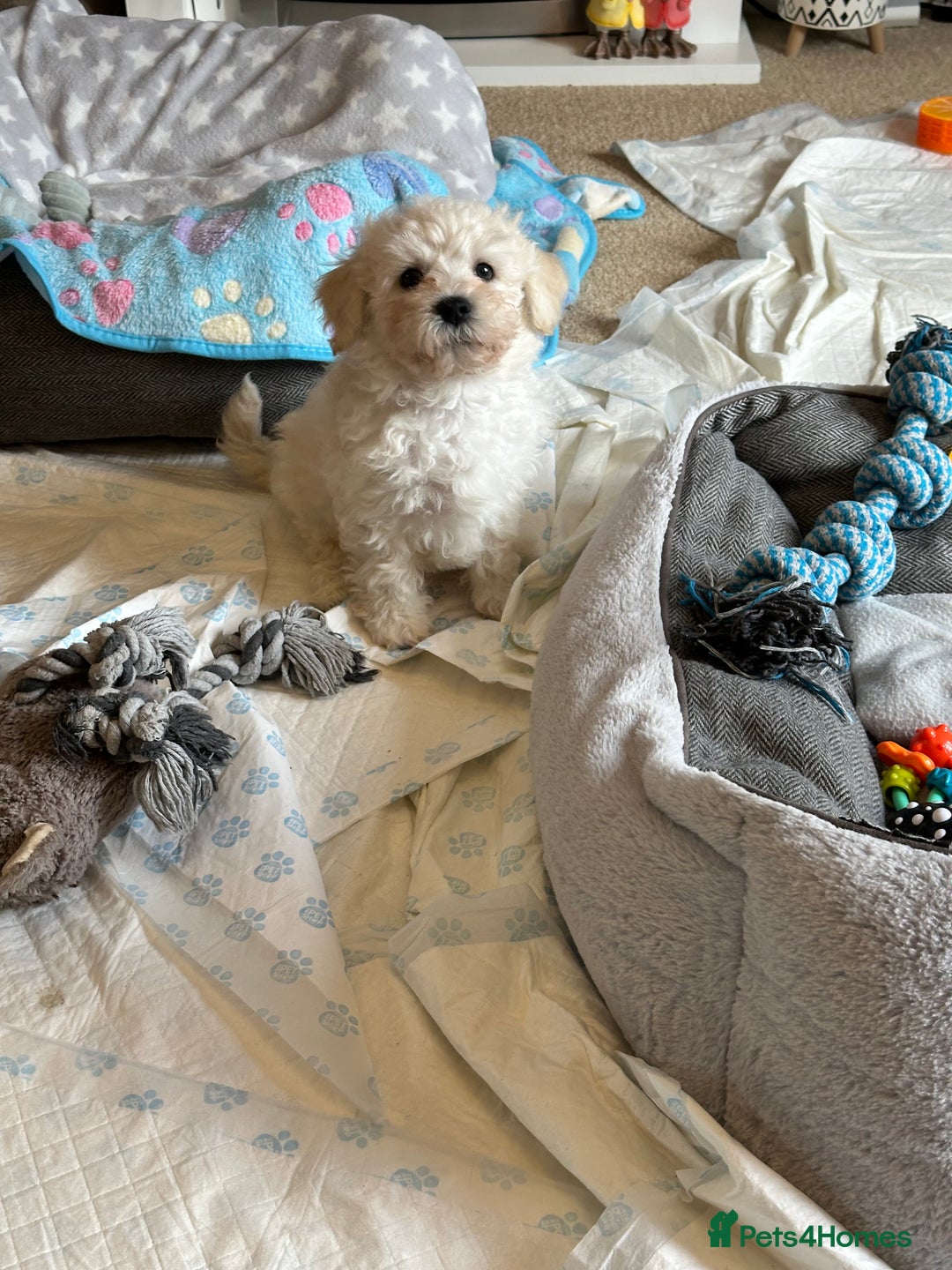 Cavachon dogs for sale: READY NOW - BEAUTIFUL CAVACHON MALE PUPPY - Image 2