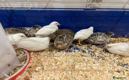 Quail poultry for sale: X25 Button Quail for sale  - Image 3